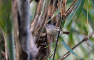 Nepal-Schneidervogel
