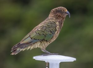 Neuseeland-Nestor