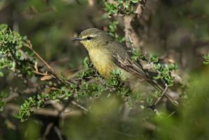 Nördlicher Flötenvogel