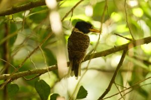 Nordinsel-Schnabelkiwi