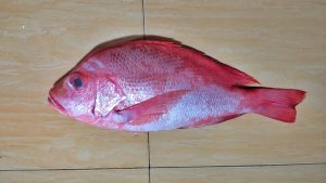 Northern Red Snapper