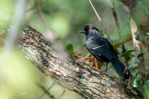 Orangerücken-Trompetervogel