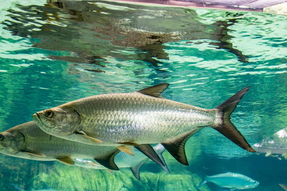 Ox-Eye Tarpons im Steckbrief - Merkmale, Vorkommen, Verhalten etc.