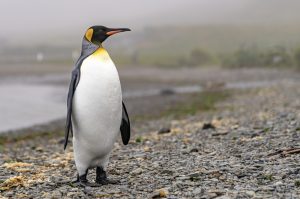 Patagonischer Pinguin