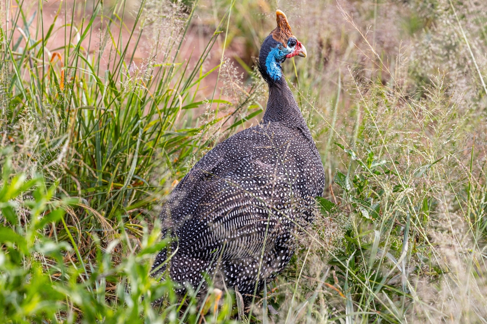 Perlhuhn (Numida meleagris) im Steckbrief - Merkmale, Vorkommen ...