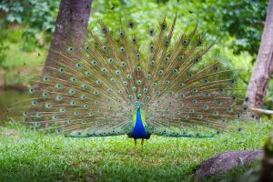 Pfau