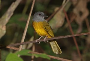 Pinsel-Bartvogel