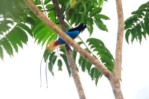 Prinz-Rudolf-Paradiesvogel