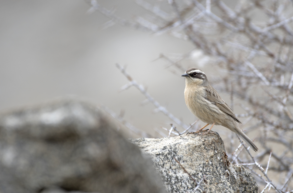 GelbbrauenBraunelle im Steckbrief Merkmale, Vorkommen, Verhalten etc.