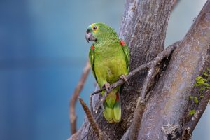 Puerto-Rico-Amazone