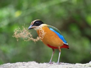 Regenbogen-Pitta