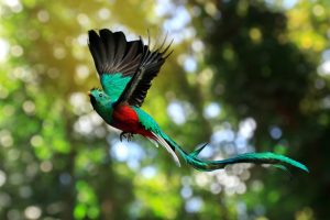 Resplendenz-Quetzal