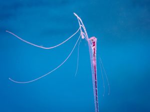 Riesen-Laternenfisch