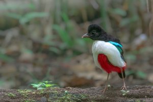 Riesen-Pitta