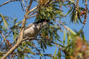 Riesen-Schnurrbartvogel