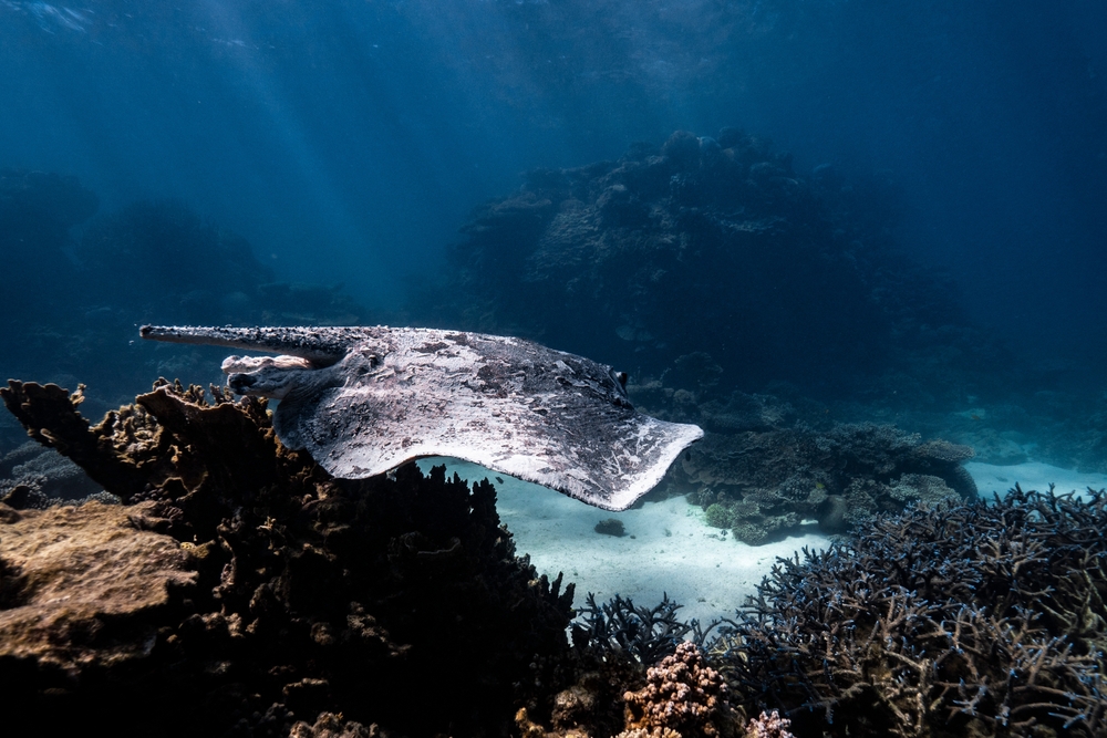 Knorpelfische (Chondrichthyes) Tierenzyklopaedie