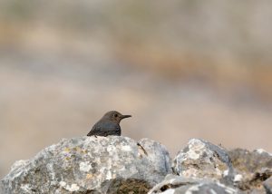 Robbins‘ Tapaculo