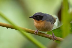 Rostbrauen-Buschtanager