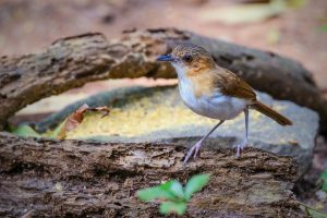 Rostbürzel-Augenbrauenbabbler