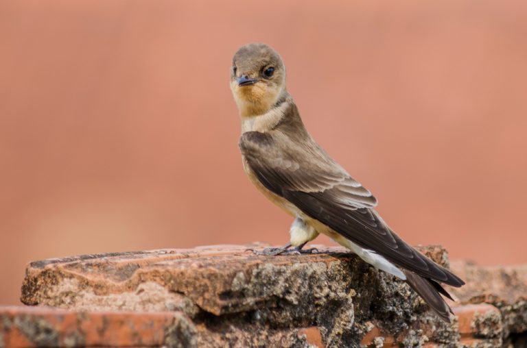 Kolibris (Trochilidae) Tierenzyklopaedie