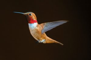 Roter Kolibri