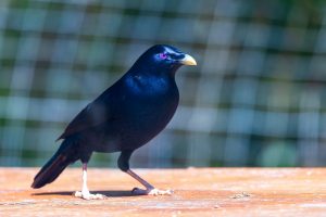 Rotflanken-Samtglanzvogel