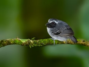 Rußbauch-Ameisenschlüpfer