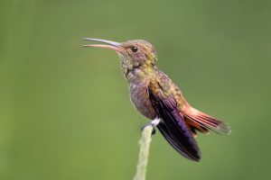 Saucerottes Mangokolibri