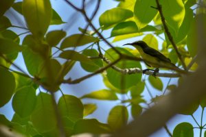 Scaly-crowned Honeyeater