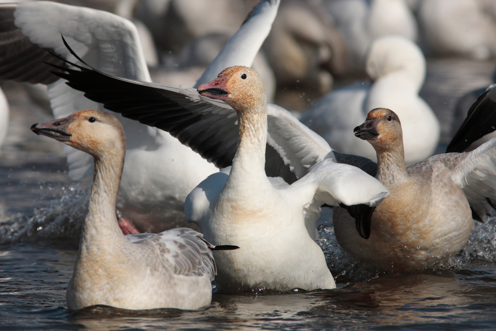 Schneegans (Anser caerulescens) im Steckbrief - Merkmale, Vorkommen ...