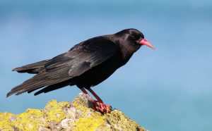 Schulterfleck-Schnurrvogel