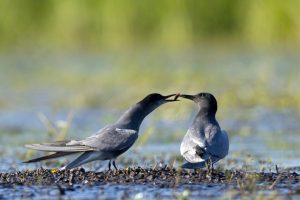 Schwarze Seeschwalbe