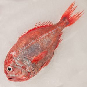Schwarzer Degenfisch