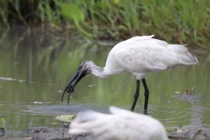 Schwarzer Ibis