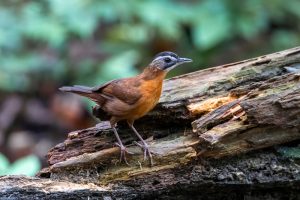 Schwarzkopf-Augenbrauenbabbler