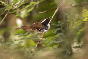 Schwarzrücken-Ameisenvogel