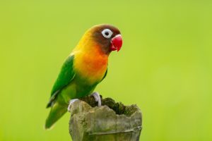 Schwarzscheitelliebesvogel