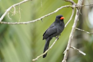 Schwarzstirn-Schwalbenbannervogel