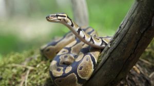 Seba-Python