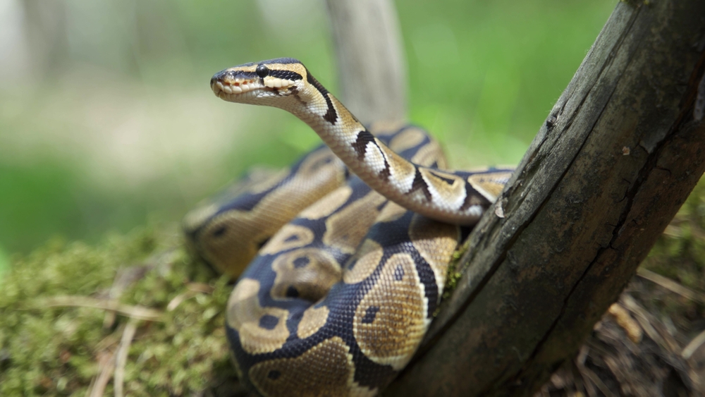 Seba-Python im Steckbrief - Merkmale, Vorkommen, Verhalten etc.