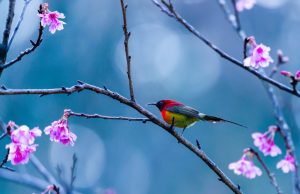 Shelleys Sonnenvogel