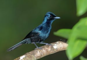 Shining Flycatcher