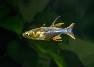 Borneo-Regenbogenfisch
