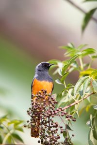 Slaty-backed-Grasmücke