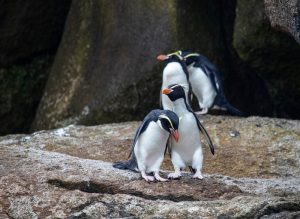 Snaresinsel Pinguin