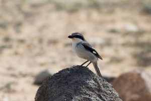 Southern Grey Shrike