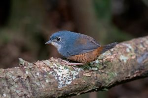 Spitzschnabel-Tapaculo