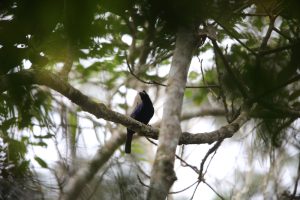 Stahlblauer Paradiesvogel