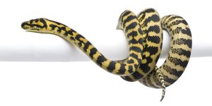 Südpazifischer Tigerpython