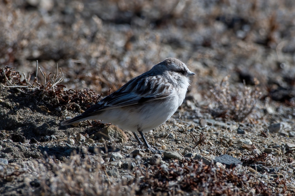 Sperlinge (Passeridae) Tierenzyklopaedie
